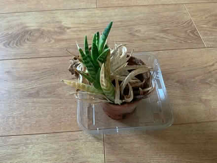 Photo of free Aloe vera plant (Riseley, Bedford) #1
