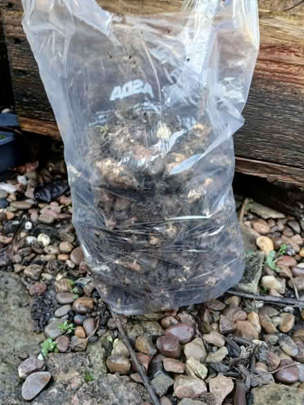 Photo of free Jerusalem Artichokes (Bradgate S61) #1