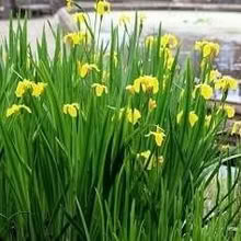 Photo of free Pond Yellow Iris (Willingdon BN22) #1