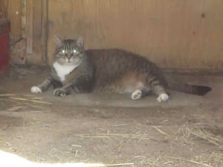 Photo of Cat toys, cat figurines, etc. etc (Almonte (Dwyer Hill Area)) #1