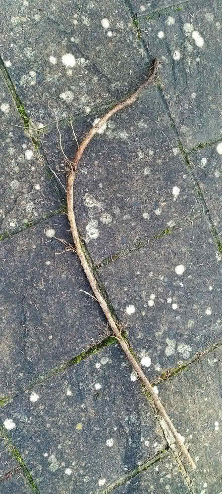 Photo of free Rooted wisteria branch (Kennington OX1) #1