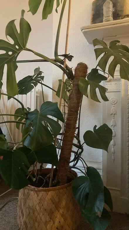 Photo of free Monstera! (Seven Dials BN1) #1