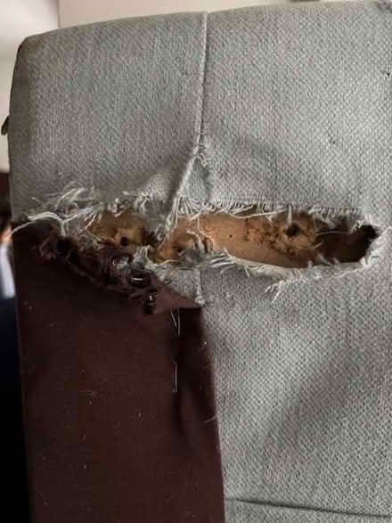 Photo of free King sized Mattress support and King sized upholstered head (Luston HR6) #4