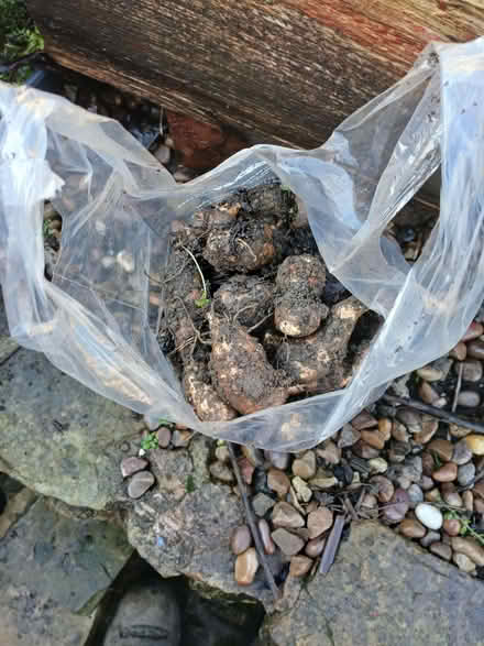 Photo of free Jerusalem Artichokes (Bradgate S61) #2