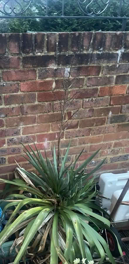 Photo of free Tikka Plant Collection EN8 7HE (Cheshunt En8) #1