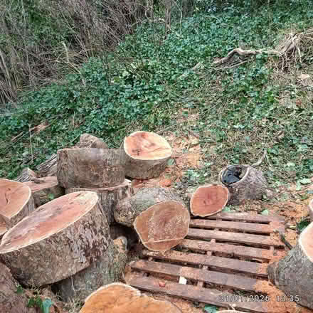 Photo of free (mostly) large logs of various sizes (from sycamore tree) (Brookhouse LA2) #2