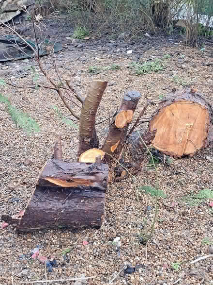 Photo of free Logs (marlow SL7) #2