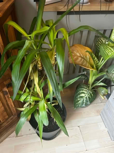 Photo of free Plants (BA2) #1