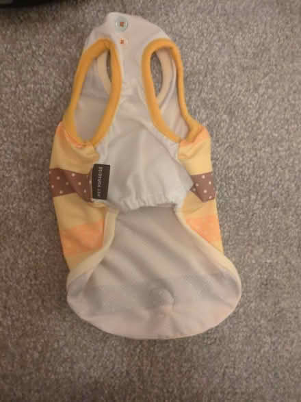 Photo of free Bumblebee cat outfit (Hove BN3) #2