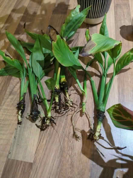 Photo of free Peace lilly cuttings and recently repotted maranta (Buckstone EH10) #1