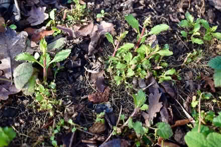 Photo of free Verbena bonariensis (Hatfield AL10) #3