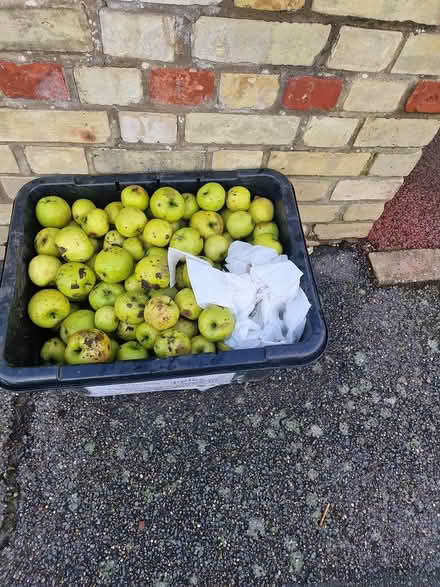 Photo of free Granny Smith Apples (Horace Road Billericay) #2