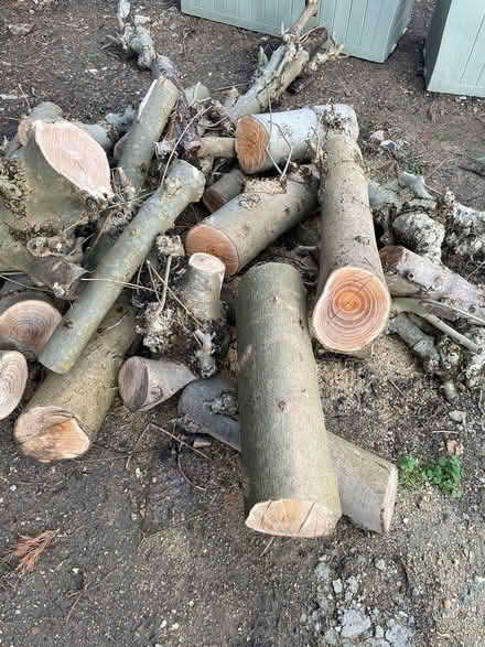 Photo of free Tree logs (Cuffley) #1