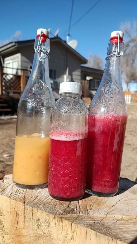 Photo of free SCOBY hotel aka kombucha starter (Gill) #3