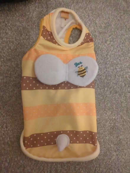 Photo of free Bumblebee cat outfit (Hove BN3) #1