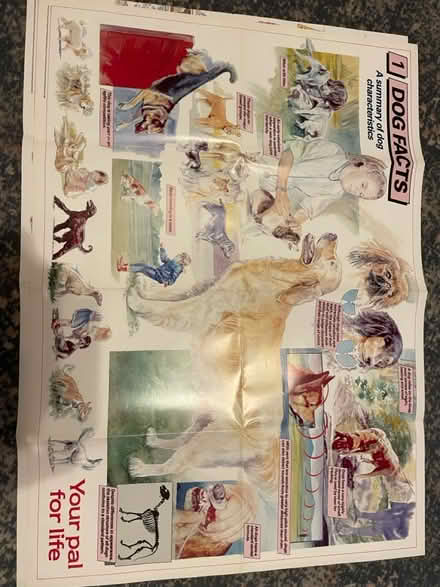 Photo of free Cat and dog posters (Parkstone BH14) #3