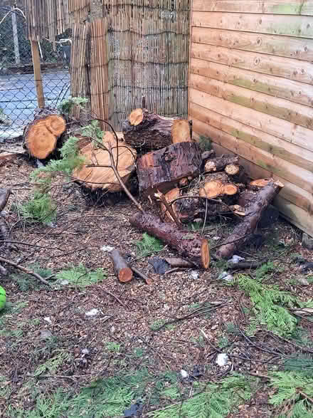 Photo of free Logs (marlow SL7) #1