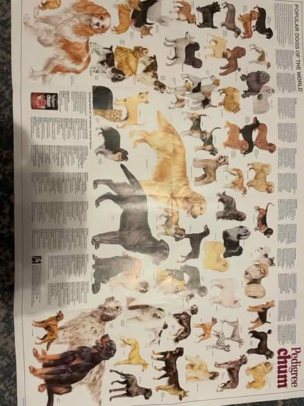 Photo of free Cat and dog posters (Parkstone BH14) #2