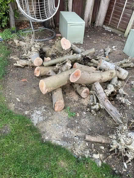 Photo of free Tree logs (Cuffley) #3