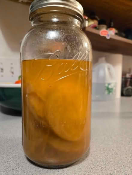 Photo of free SCOBY hotel aka kombucha starter (Gill) #1