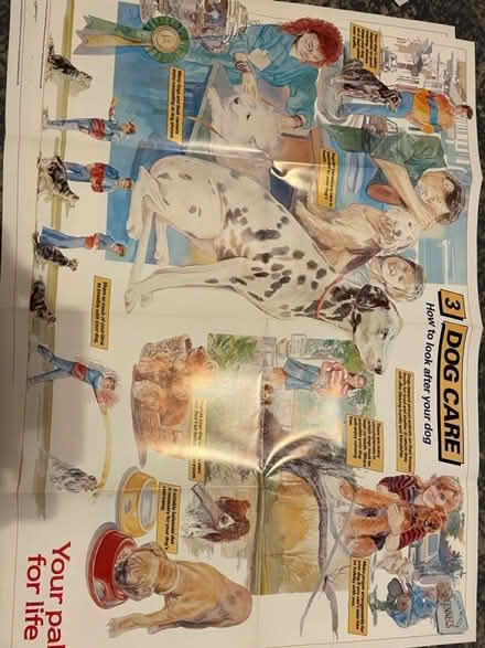 Photo of free Cat and dog posters (Parkstone BH14) #4