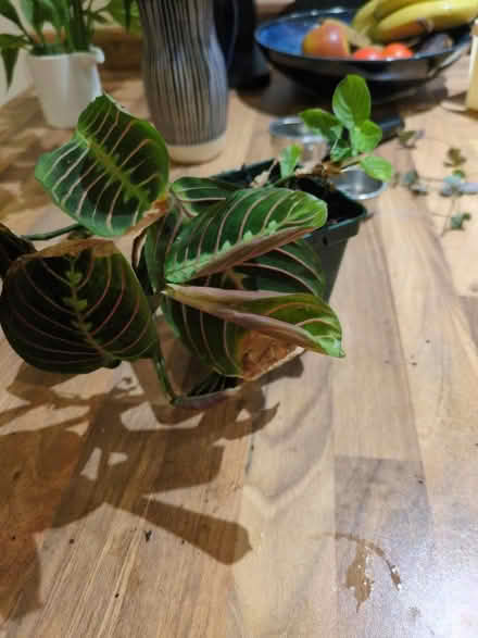 Photo of free Peace lilly cuttings and recently repotted maranta (Buckstone EH10) #2