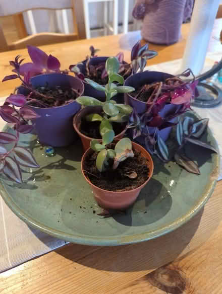 Photo of free 5 Plants (Craiglockhart EH14) #1