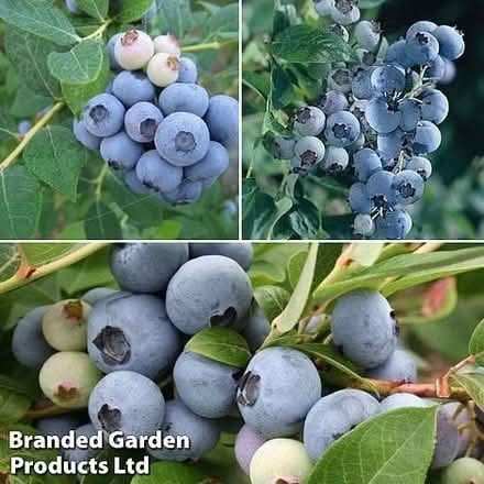 Photo of Blueberry bushes (Harrogate. HG1.) #1