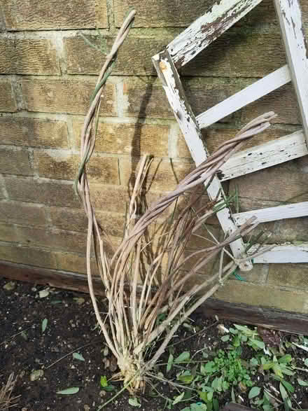 Photo of free Jasmin plant (Carterton OX18) #1