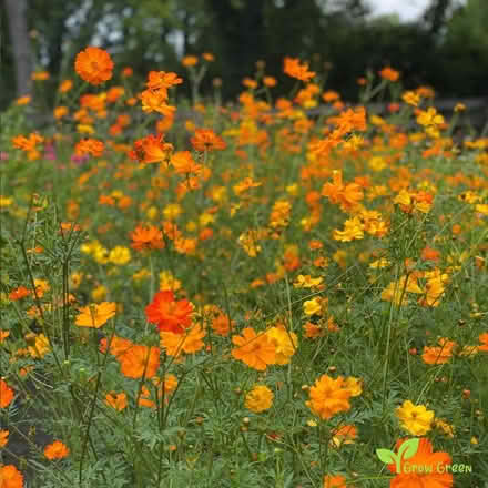 Photo of Rudbeckia and cosmos seeds (North Tonbridge TN10) #2