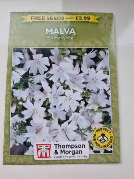 Photo of free Malva flower seeda (Abingdon Oxfordshire OX14) #1