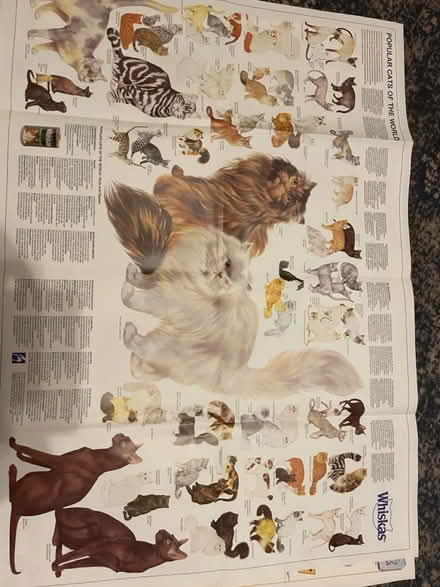 Photo of free Cat and dog posters (Parkstone BH14) #1