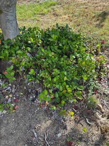 Photo of free salal (Bellevue) #1