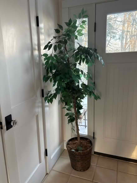 Photo of free Artificial tree (Ossining) #1