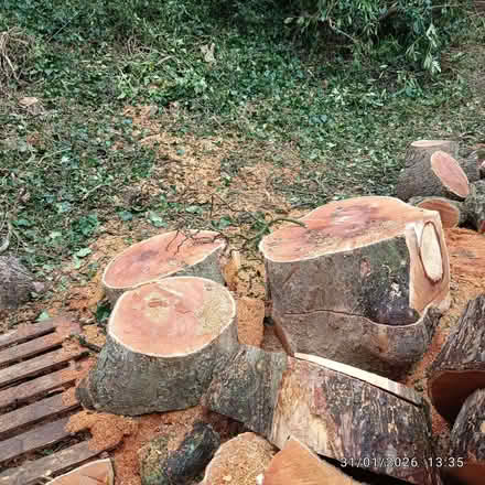 Photo of free (mostly) large logs of various sizes (from sycamore tree) (Brookhouse LA2) #3