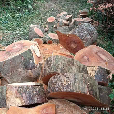 Photo of free (mostly) large logs of various sizes (from sycamore tree) (Brookhouse LA2) #1