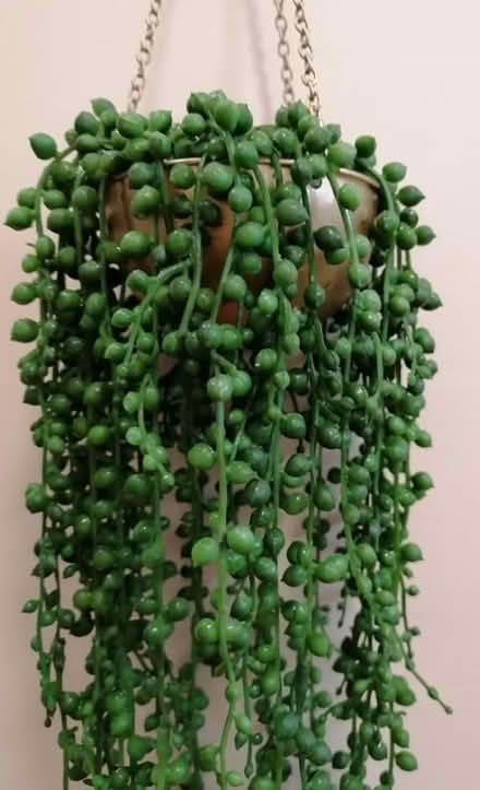 Photo of free Artificial plant (Dublin central) #1