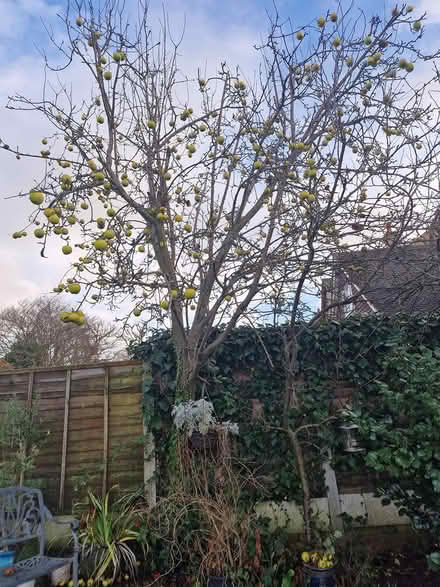Photo of free Granny Smith Apples (Horace Road Billericay) #3