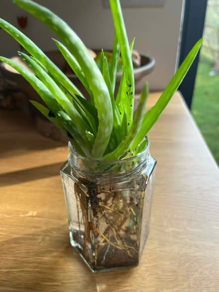 Photo of free 7 mini aloe Vera plants (Oxford OX4) #1