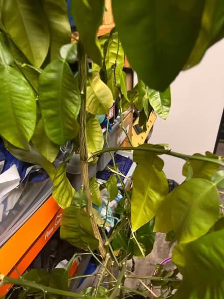 Photo of free 6ft Grapefruit plant (doesn't produce grapefruits though...) (Torbrex FK7) #4