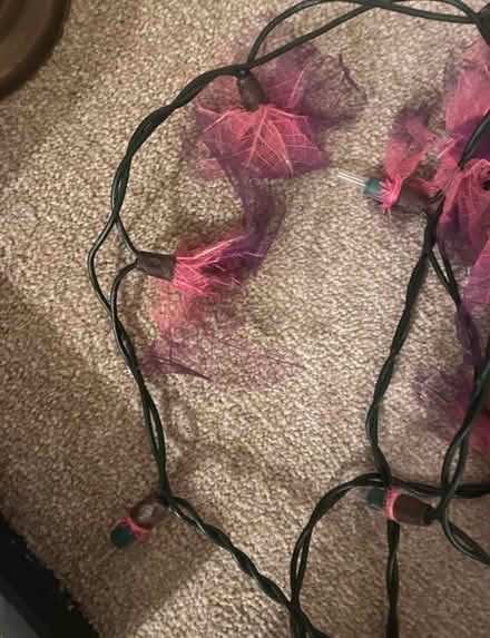 Photo of free Fairy lights (Herne Hill, SE24) #3