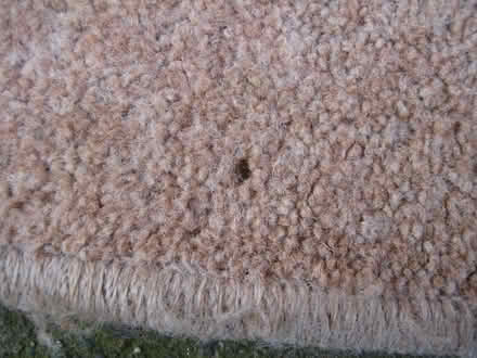 Photo of free Rug (Ruddington NG11) #2