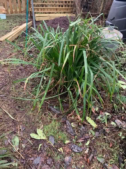 Photo of free Pendulous Sedge (Hallgarth LA9) #2