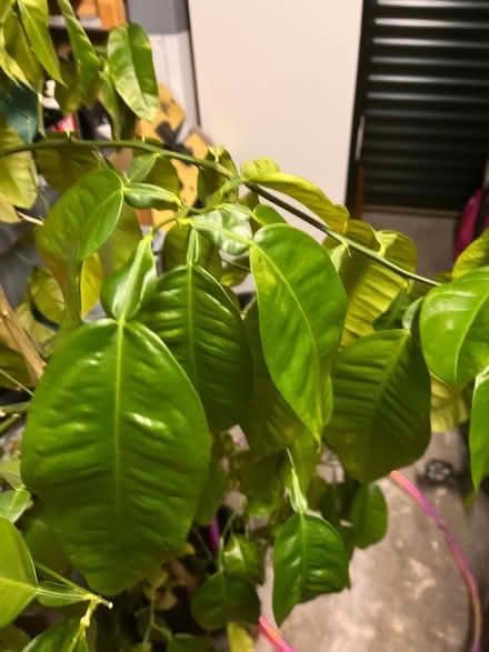 Photo of free 6ft Grapefruit plant (doesn't produce grapefruits though...) (Torbrex FK7) #1