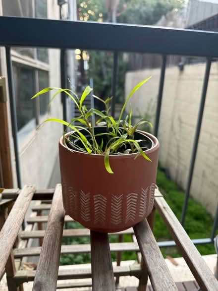 Photo of free Small potted plant (Adams Point) #1