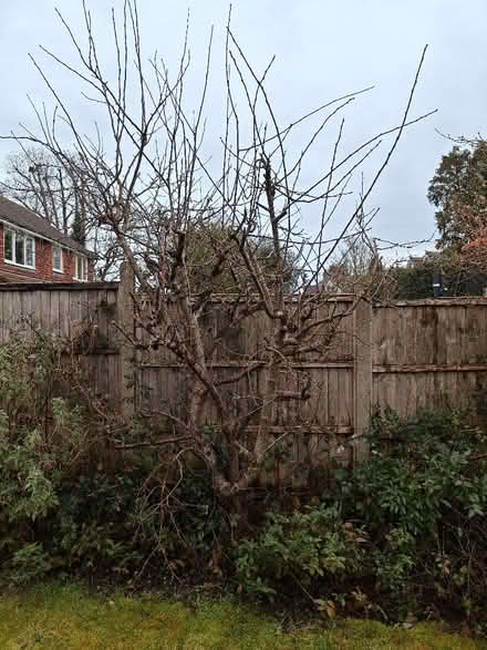 Photo of free Mature Victoria Plum tree (Woking GU22) #1