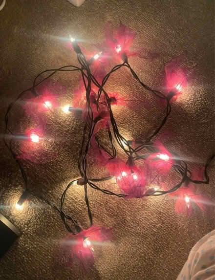 Photo of free Fairy lights (Herne Hill, SE24) #1