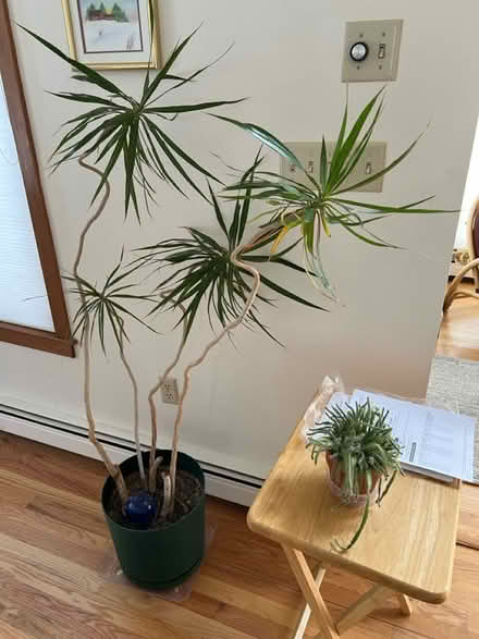 Photo of free Plants of all kinds (Groton near Shaw’s) #3