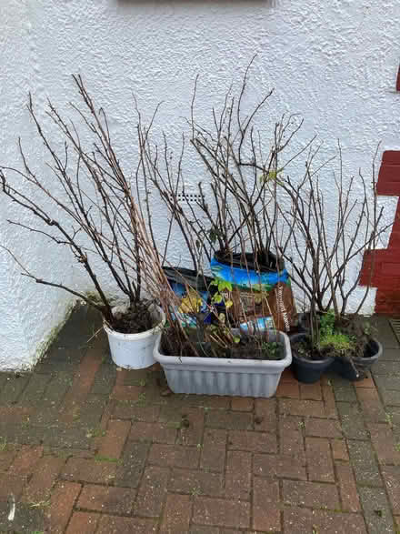 Photo of free Blackcurrant bushes and raspberry canes (Hollington TN38) #1