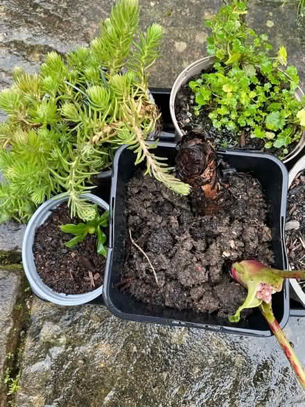 Photo of free Perennial plants (Wickwar GL12) #1
